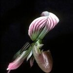 Paphiopedilum callosum Flower