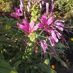 Tarenaya spinosa Fleur