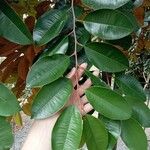Chrysophyllum cainito Hoja
