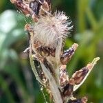 Gnaphalium sylvaticum Fruit