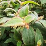 Miconia dependens Feuille