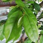 Trilepisium madagascariense Leaf