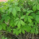 Parthenocissus quinquefolia Лист
