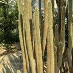 Cleistocactus baumannii Bark