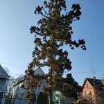 Cryptomeria japonica موطن