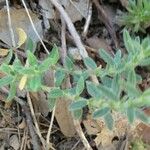 Helianthemum hirtum Frunză