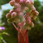 Sempervivum marmoreum Flor