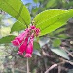 Cestrum elegansBlomst