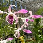 Dendrobium spp. Kwiat