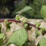 Parietaria judaica Blatt