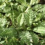 Achillea odorata ഇല