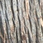 Eucalyptus microcorys বাকল