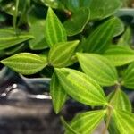 Peperomia quadrangularis Hoja