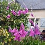 Dierama pulcherrimum Flower