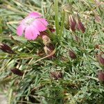 Dianthus pavonius Φύλλο