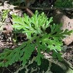 Selaginella concinna 葉