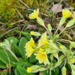 Primula × polyantha Blüte