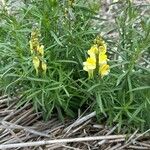 Linaria vulgarisFlower