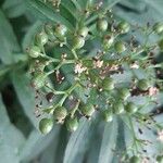 Sambucus ebulusFlower