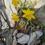 Narcissus assoanus Flower