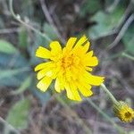 Hieracium glaucinum Flower
