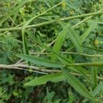 Sida linifolia Blatt