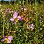 Rhexia mariana Alkat (teljes növény)