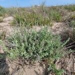 Artemisia caerulescens Habitatea