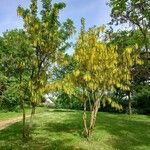 Laburnum alpinum Hábito