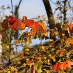 Hamamelis virginiana Leaf