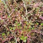 Lythrum portula Leaf