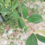 Cotoneaster pannosusDeilen