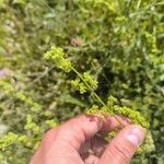 Galium × pomeranicum Flower