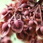 Rumex cristatus Fruit