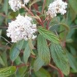 Ceanothus americanus Fulla