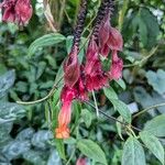 Drymonia pendula Flower