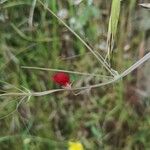 Lathyrus ciceraফুল