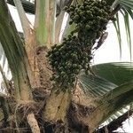 Pritchardia pacifica Fruit