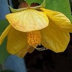 Abutilon spp. Flower