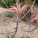 Aloe maculata Flors