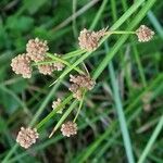 Scirpoides holoschoenus Flor