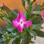 Matthiola incana Flor