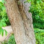 Aesculus glabra Kéreg/szár