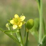 Ranunculus sceleratus Flower