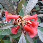 Rhododendron apoanum