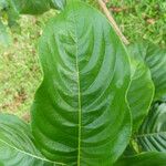 Mussaenda philippica Leaf