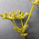 Rhipsalis cereuscula Hoja