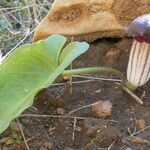 Arisarum simorrhinum Blad