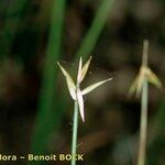 Carex pauciflora 其他