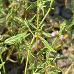 Galeopsis angustifolia Blad